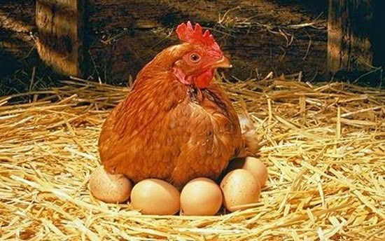Mơ thấy gà đẻ trứng